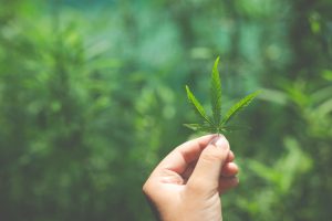 מדע ה-THC: כמה זמן גראס באמת נשאר במערכת שלכם?